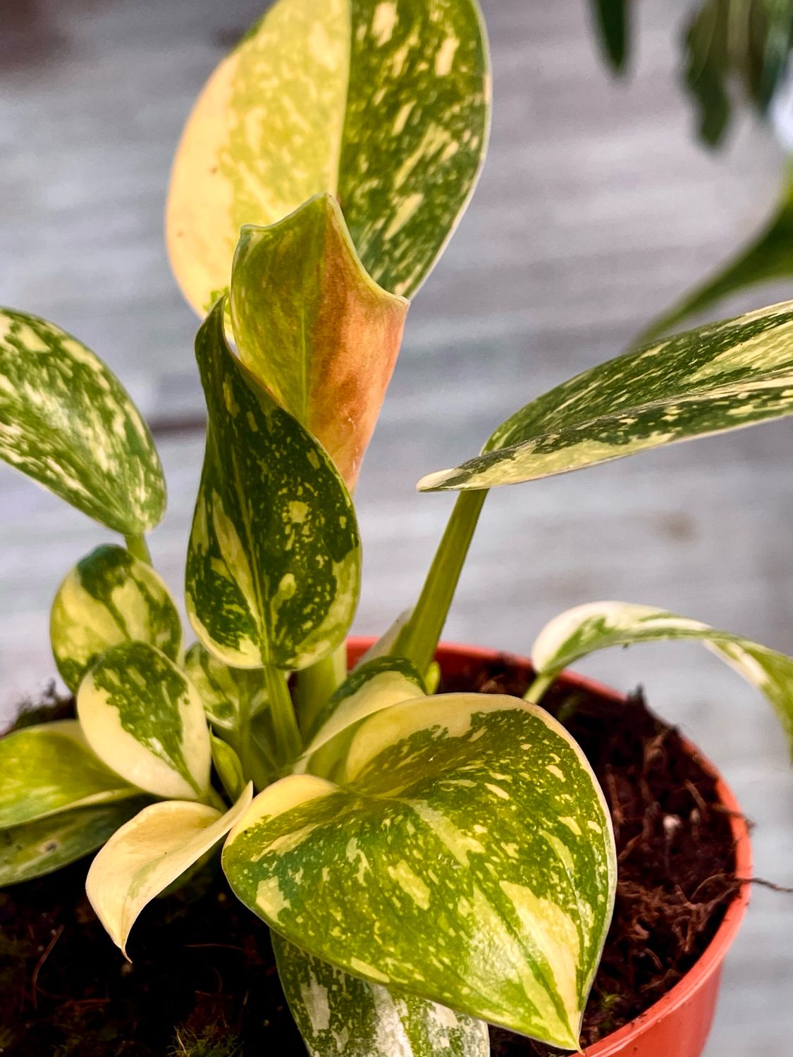 Philodendron Green Kongo Hybrid Variegata Fi10,50