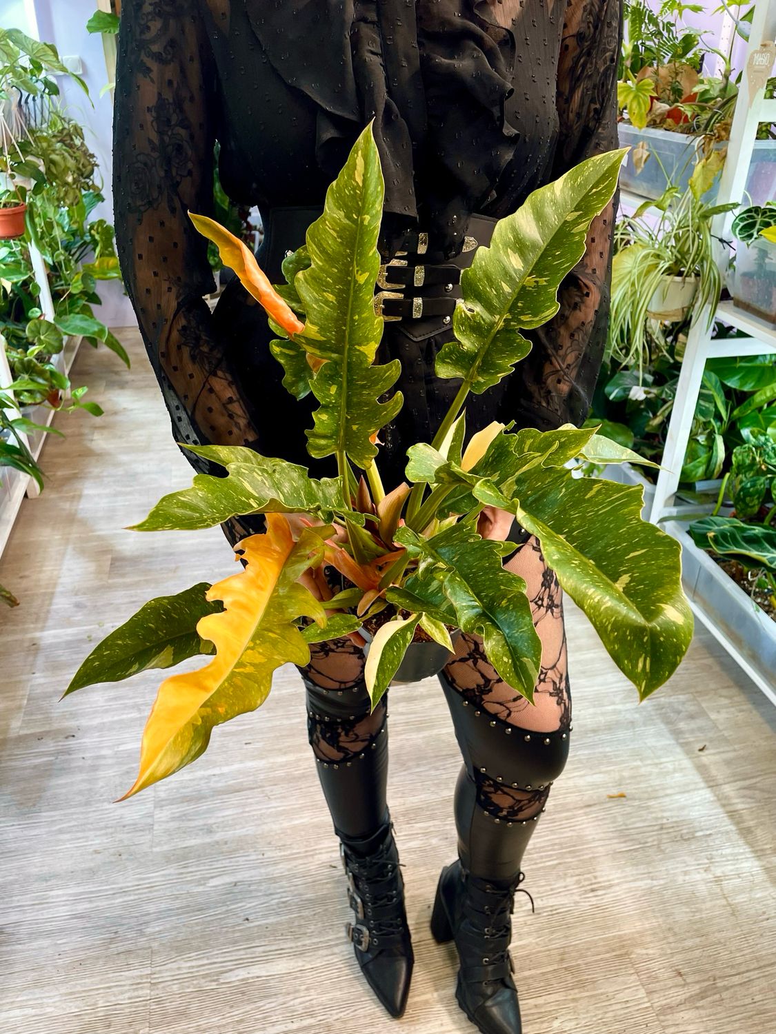 Philodendron ring of fire fi14
