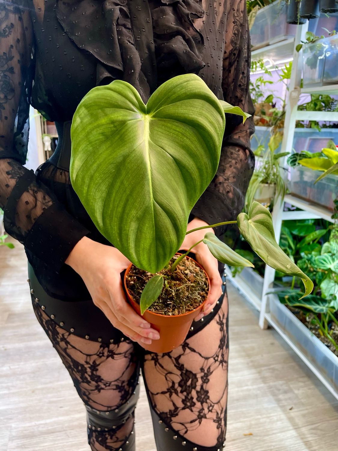 Philodendron Pastazanum fi12