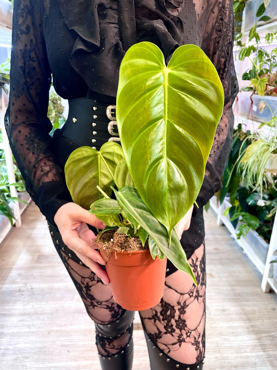 Philodendron Esmeraldense fi12