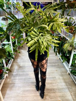Phlebodium aureum/Polypodium leucotomos (Blue star fern/plava paprat) visilica XL fi17