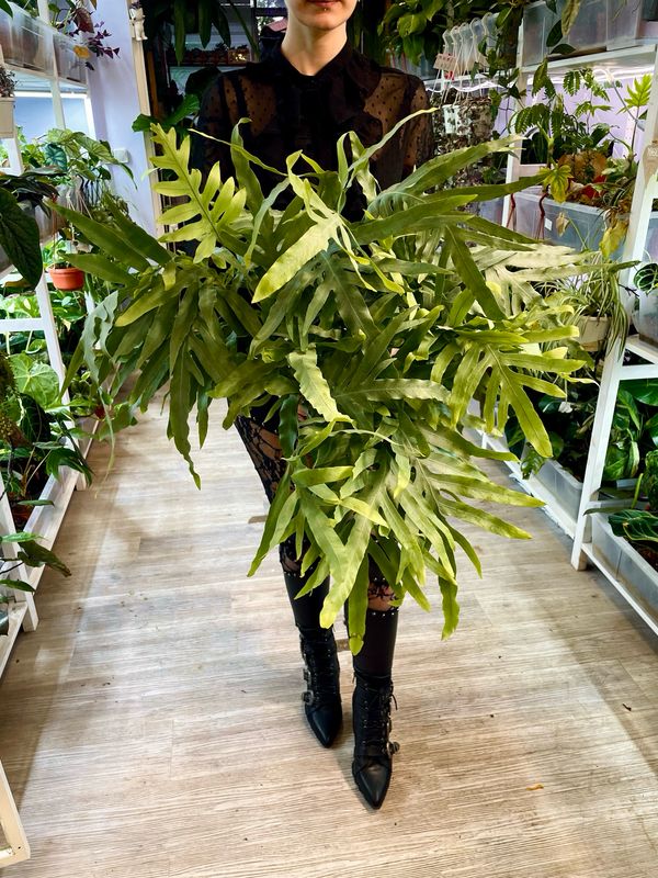 Phlebodium aureum/Polypodium leucotomos (Blue star fern/plava paprat) visilica XL fi17