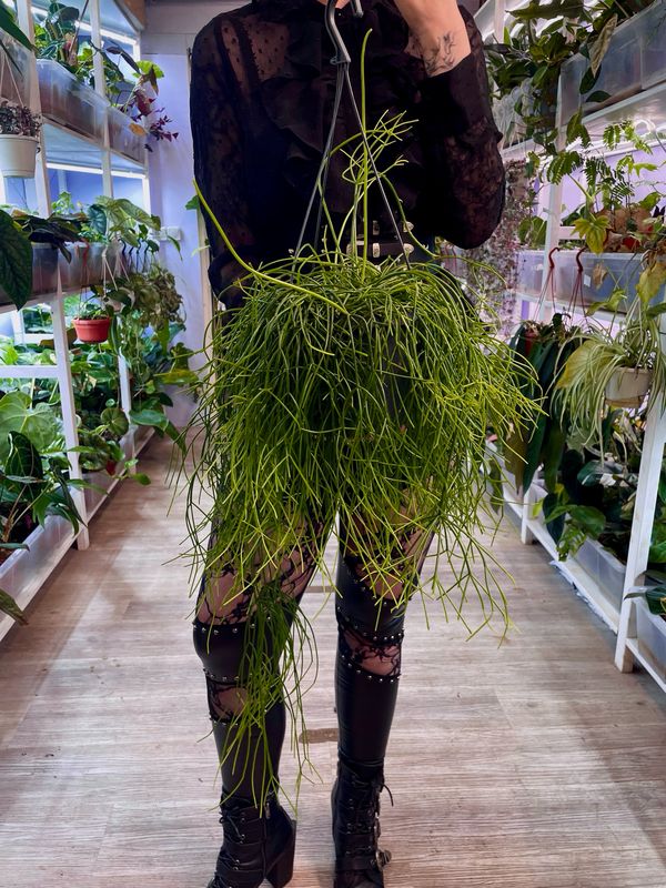 Rhipsalis baccifera Oasis imela kaktus visilica XL fi17