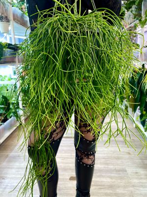 Rhipsalis baccifera Oasis imela kaktus visilica XL fi17