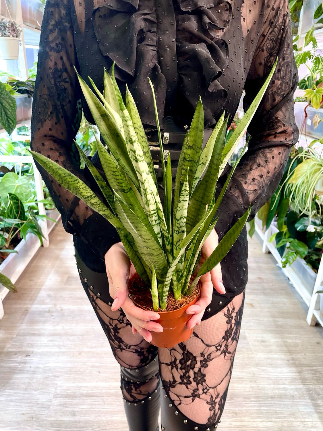 Sansevieria Silver Princess (svekrvin jezik) fi12