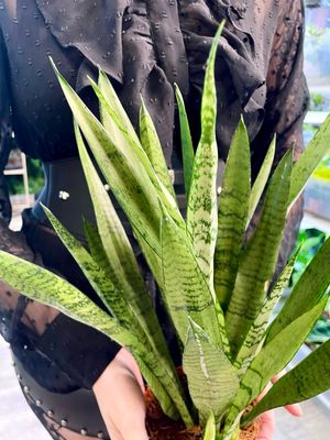 Sansevieria Silver Princess (svekrvin jezik) fi12
