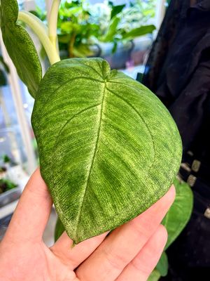 Syngonium Macrophyllum Frosted Heart (Ice frost) fi12