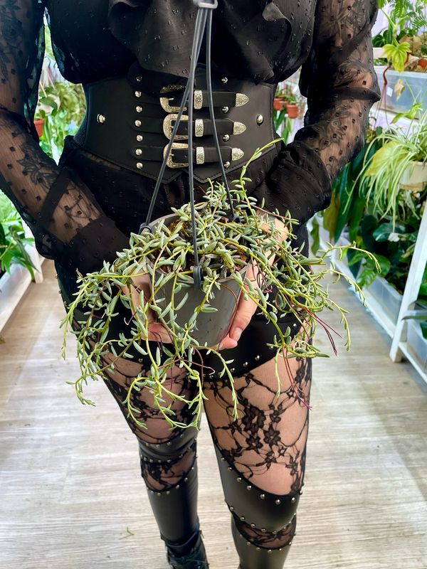 Senecio String of banana (niz banana) visilica fi12