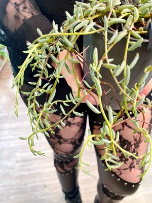 Senecio String of banana (niz banana) visilica fi12