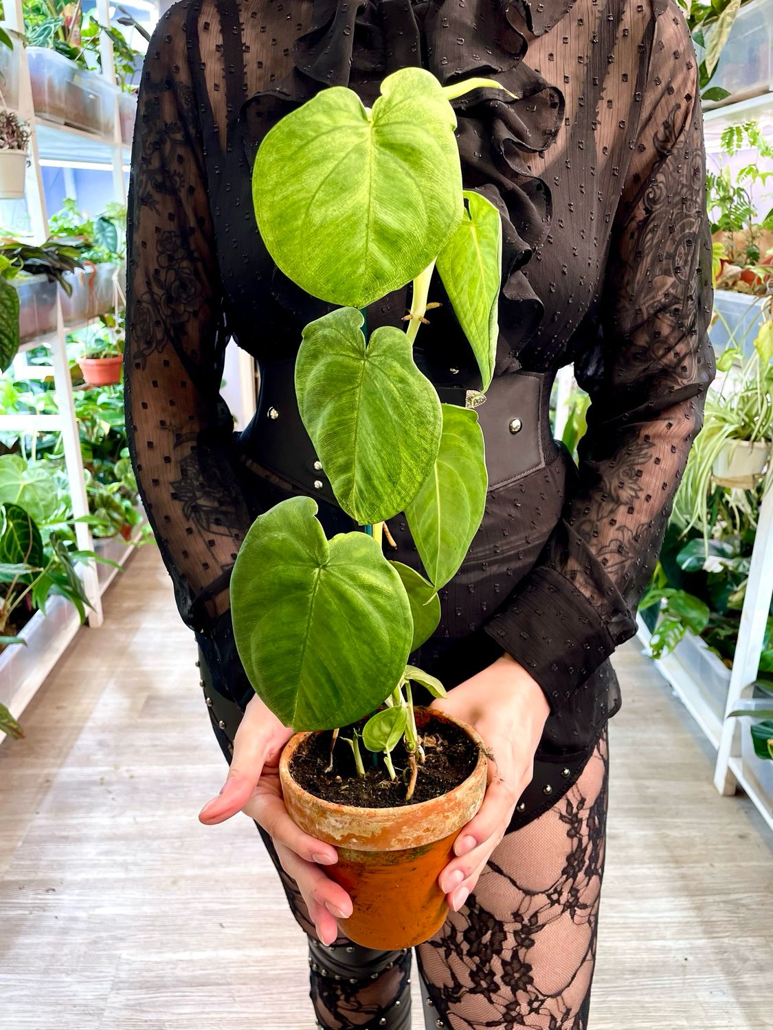 Syngonium Macrophyllum Frosted Heart (Ice frost) fi12