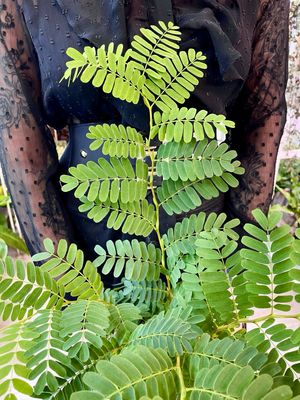 Tamarind (Tamarindus indica) fi11