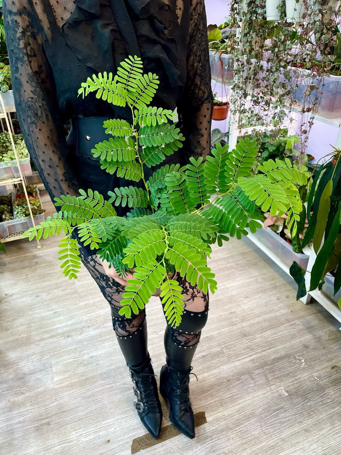 Tamarind (Tamarindus indica) fi11
