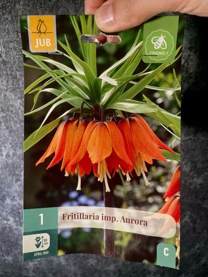 Fritillaria Imperialis Aurora x1