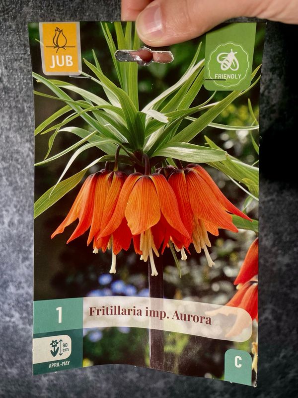 Fritillaria Imperialis Aurora x1
