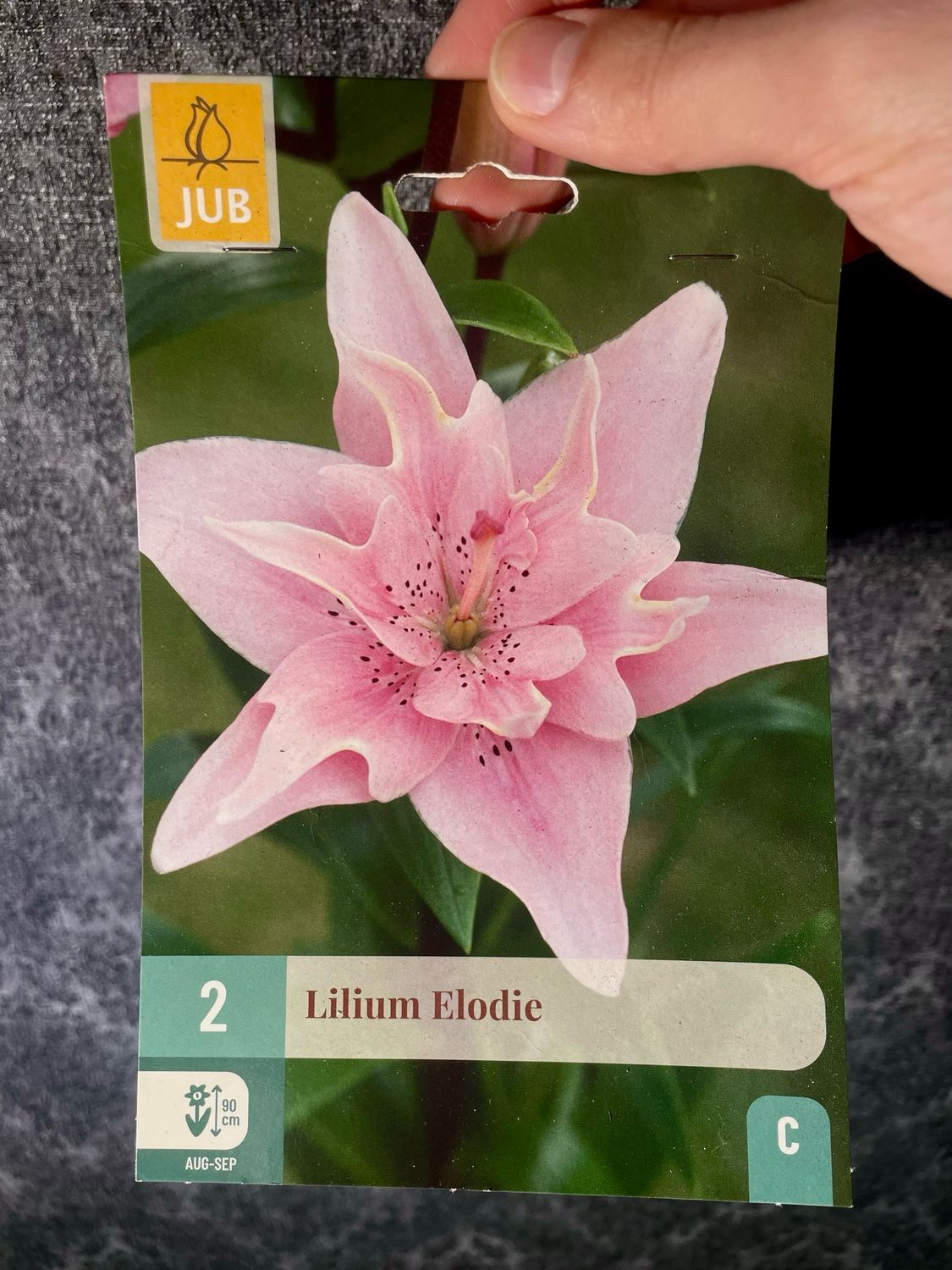Lilium Elodie x2 