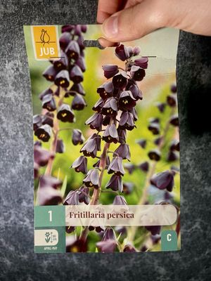 Fritillaria Persica x1