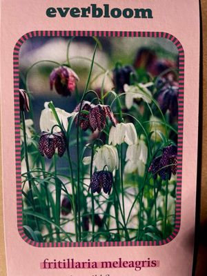 Fritillaria meleagris Kockavica (zmijoglavi ljiljan) x25