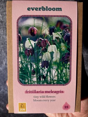 Fritillaria meleagris Kockavica (zmijoglavi ljiljan) x25