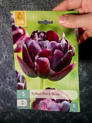 Tulipan black hero x5