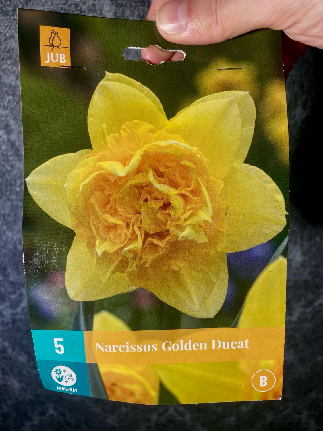 Narcis golden ducat x5