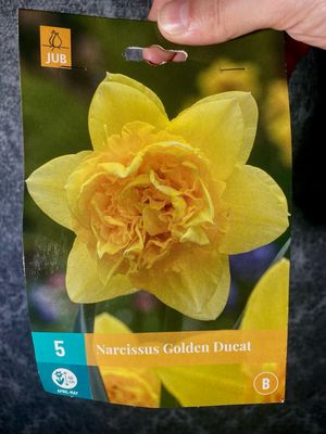 Narcis golden ducat x5