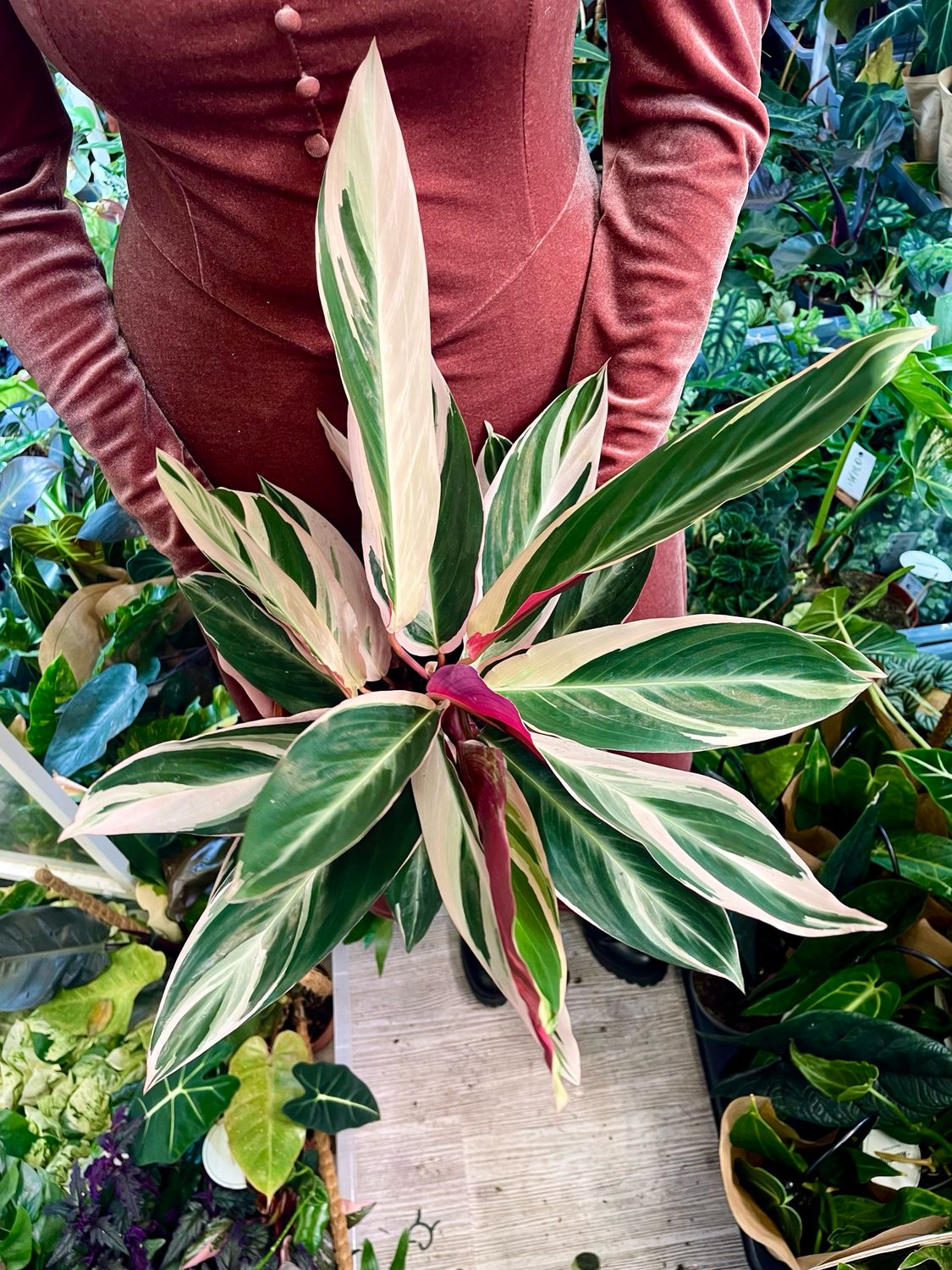 Stromanthe sanguinea triostar Tricolor fi19