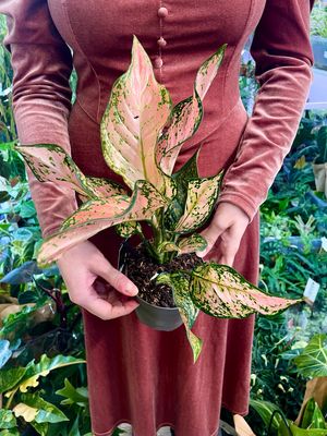 Aglaonema Pink Dolphin fi12