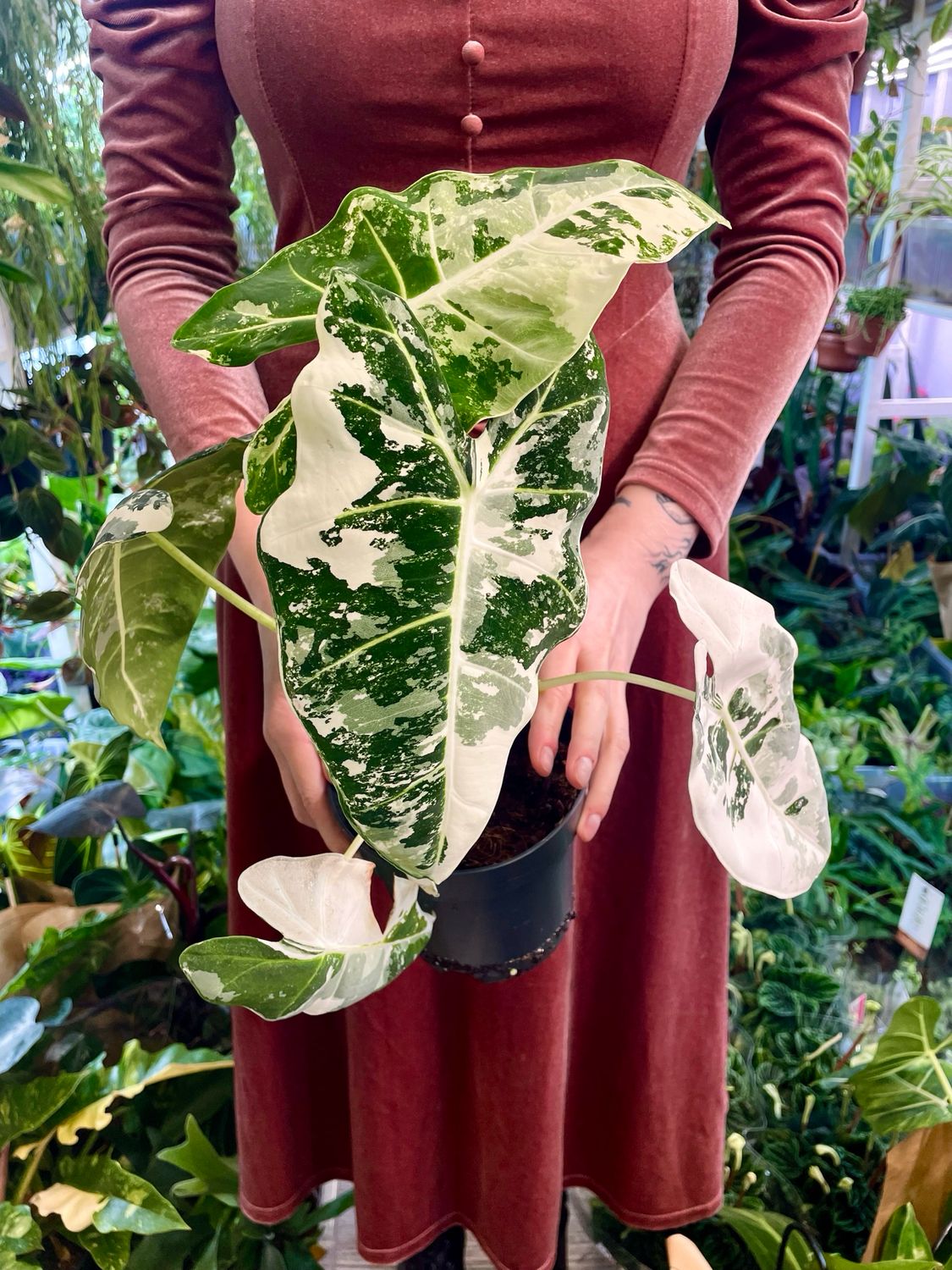 Alocasia micholitziana Frydek variagata XL fi14