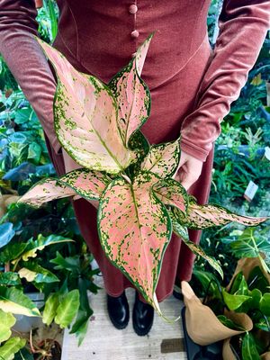 Aglaonema Pink Dolphin fi12