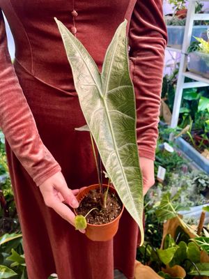 Alocasia Longiloba Silver fi10,5