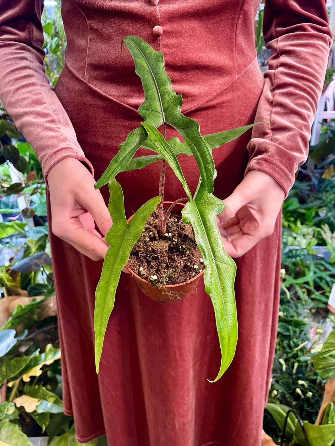 Alocasia sp. Sulawesi Sabrina Narrow fi10,50