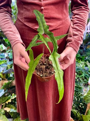 Alocasia sp. Sulawesi Sabrina Narrow fi10,50