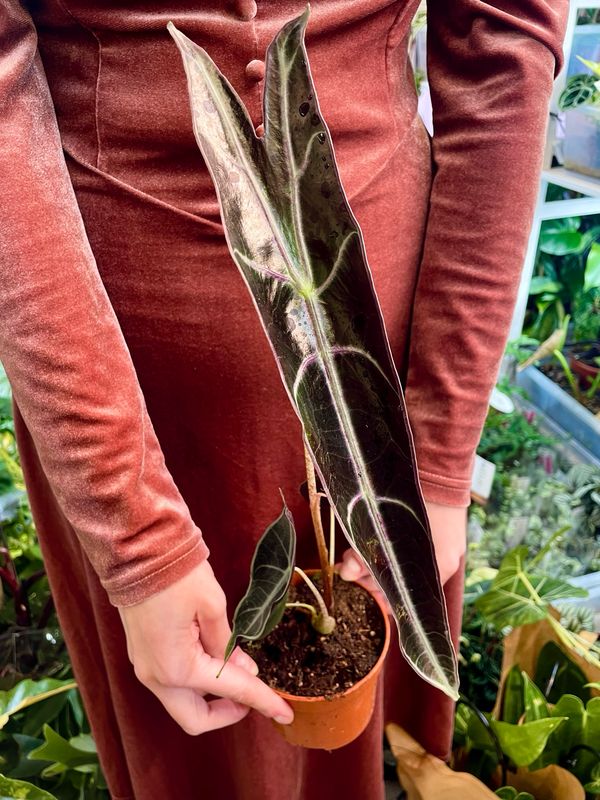 Alocasia Longiloba Purple fi10,5