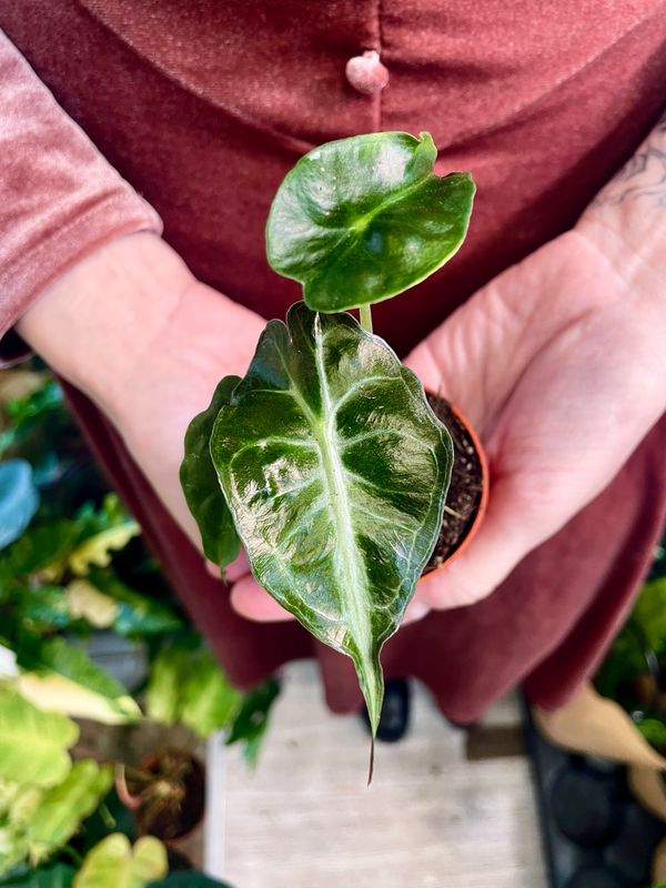 Alocasia Venom fi6