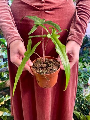 Alocasia sp. Sulawesi Sabrina Narrow fi10,50