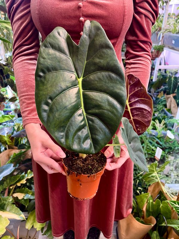 Alocasia golden bone fi12