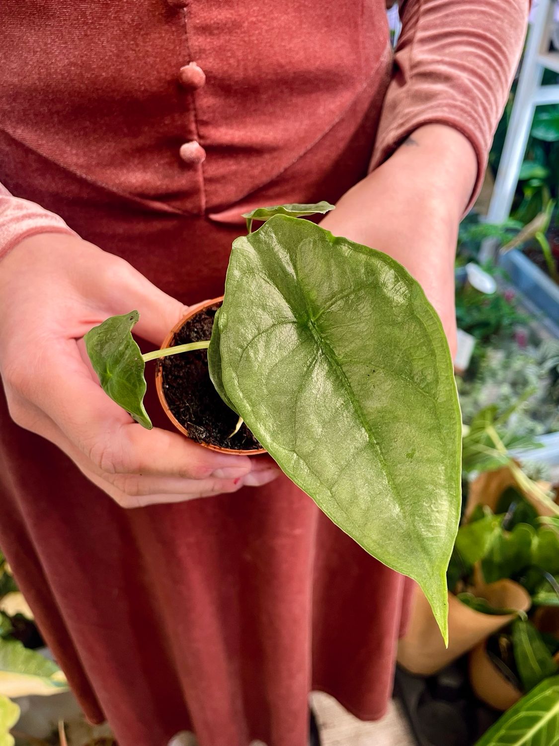 Alocasia heterophylla Dragon Breath baby fi6