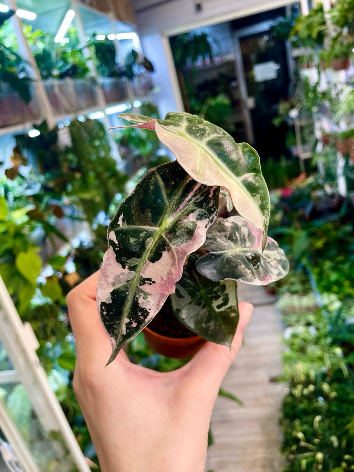 Alocasia Polly Pink Variegata fi7