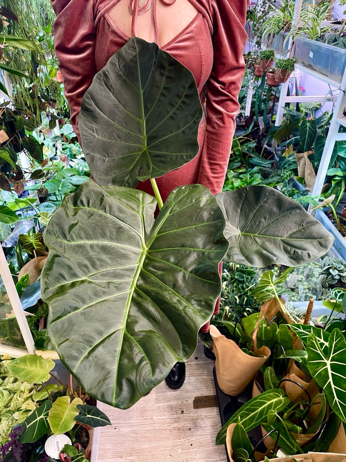 Alocasia Regal Sheilds fi19