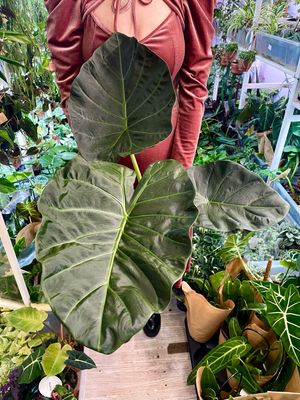 Alocasia Regal Sheilds fi19