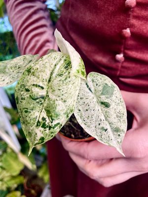 Alocasia Dragon Scale variegata Mint fi7
