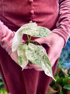 Alocasia Dragon Scale variegata Mint fi7