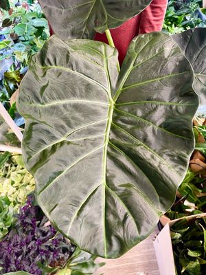 Alocasia Regal Sheilds fi19