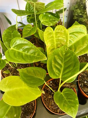 Anthurium Veitchi fi8