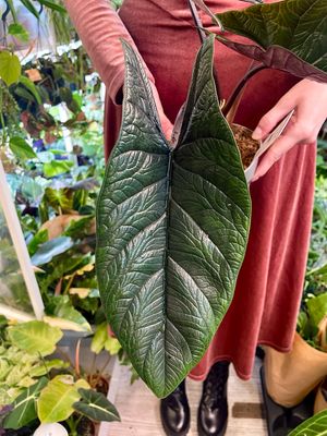 Alocasia Scalprum fi14