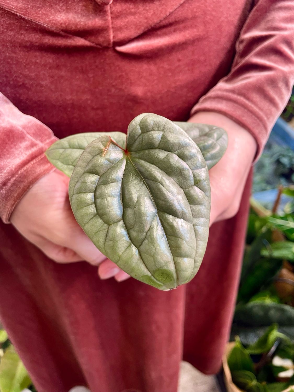 Anthurium Luxurians fi6