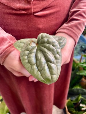 Anthurium Luxurians fi6