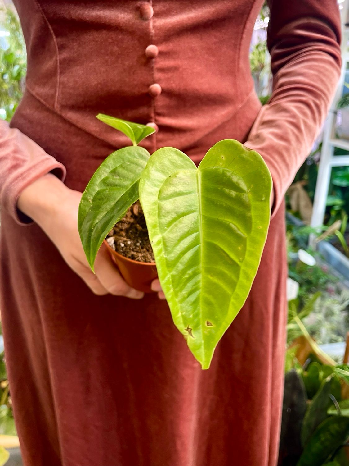 Anthurium Veitchi fi8