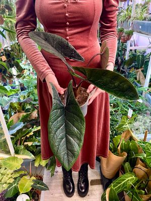 Alocasia Scalprum fi14