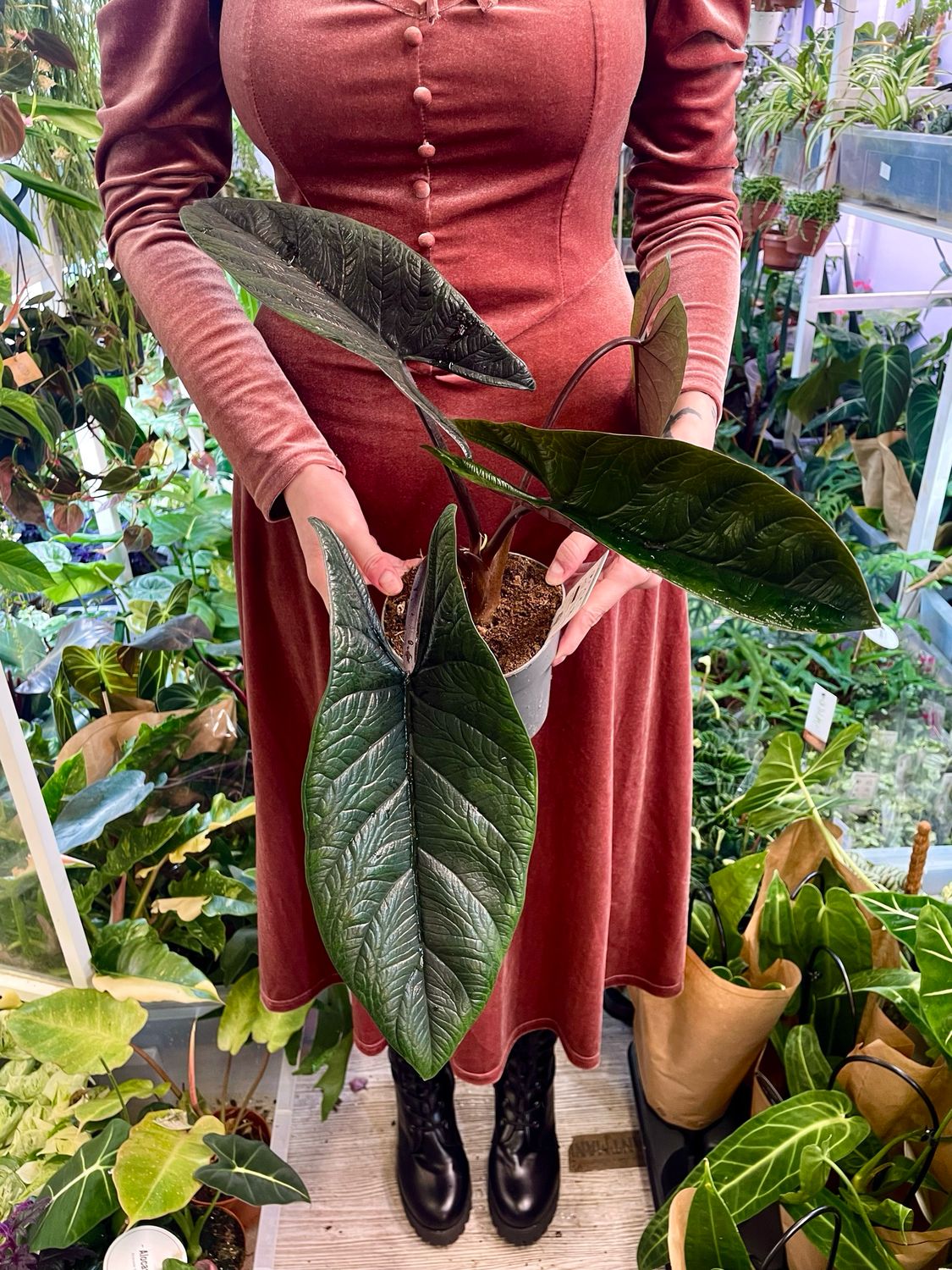 Alocasia Scalprum fi14